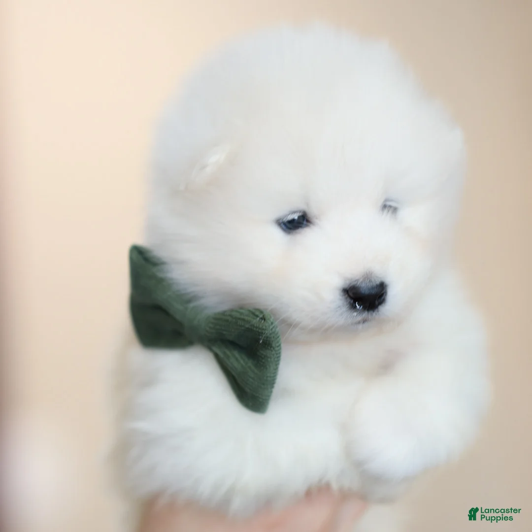 Samoyed dogs for sale: Sparki - Ad 1