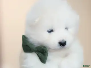 Samoyed dogs Sparki - Ad 1