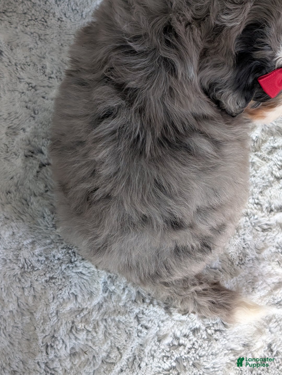 Mini Bernedoodle dogs for sale: Mini Hayes - Ad 20