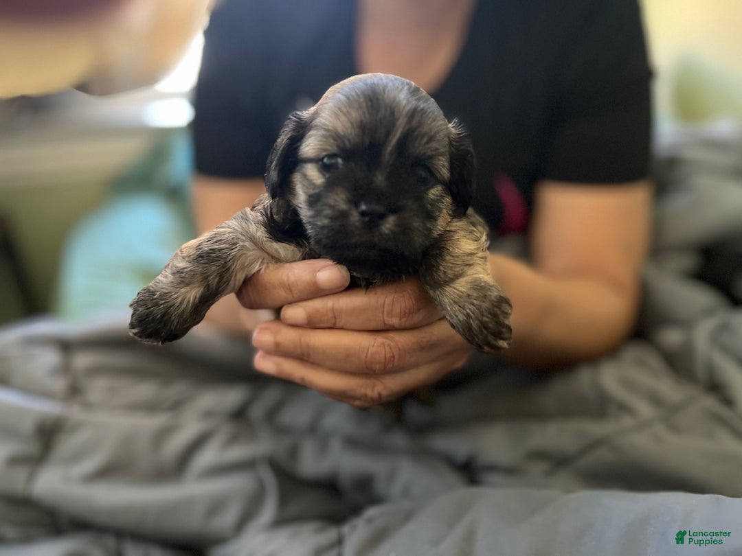 Mixed Breed dogs for sale: Mixed Breed Puppy 2 - Ad 4