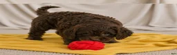 Cockapoo dogs for sale: joy - Ad 5