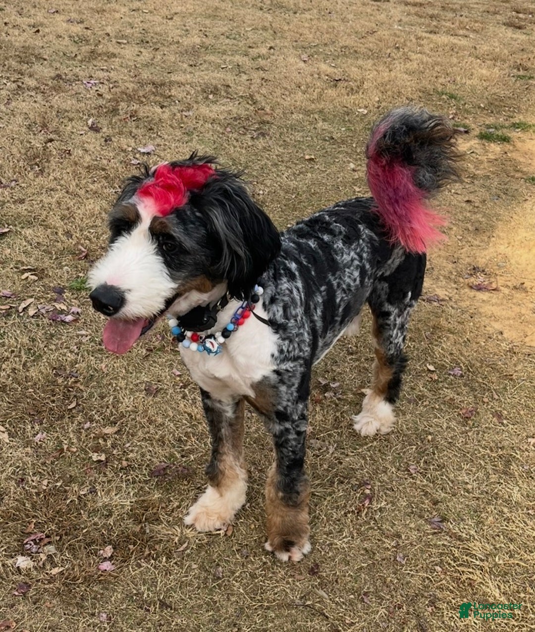 Bernedoodle dogs for sale: Raya - Ad 7