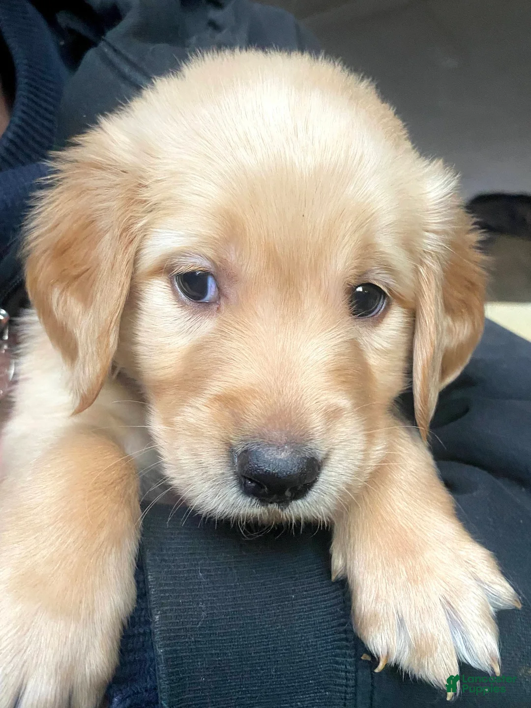 Golden Retriever dogs for sale: Golden Retriever Puppy 3 - Ad 5