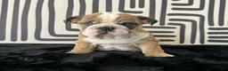 English Bulldog dogs for sale: Rambo - Ad 9