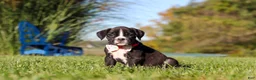 Boxer dogs for sale: Winnie - Ad 5
