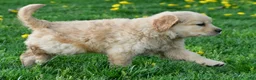 Golden Retriever dogs for sale: Cash - Ad 16