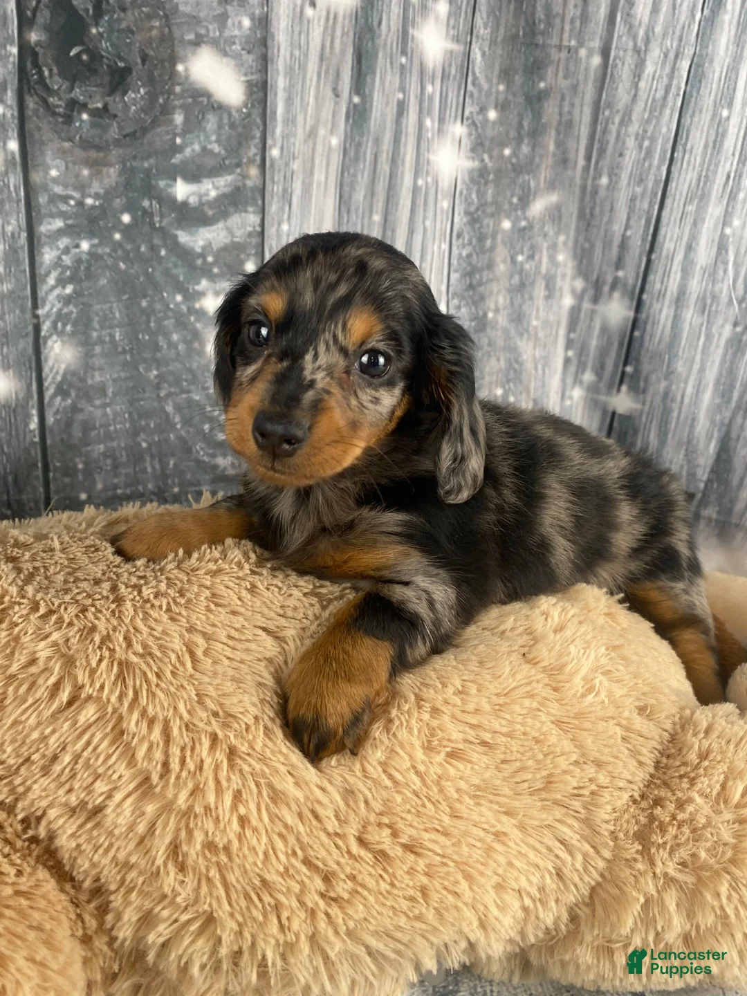 Miniature Dachshund dogs for sale: Molly - Ad 9