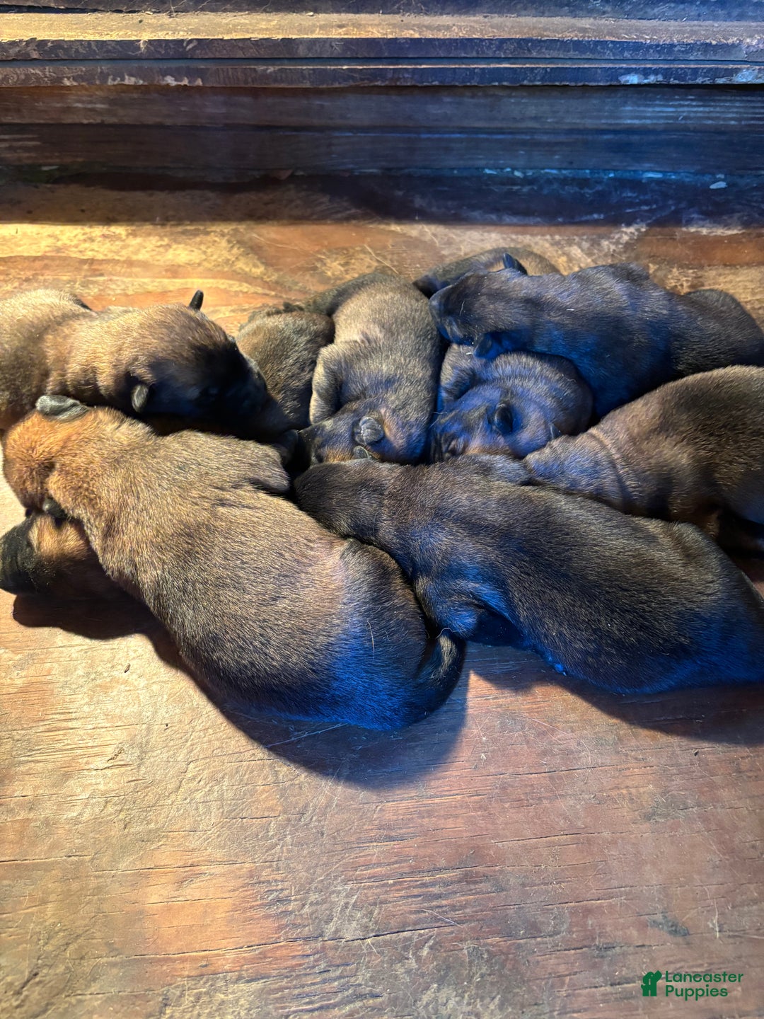 Belgian Malinois dogs for sale: Roxie - Ad 3