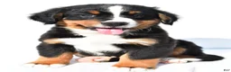 Bernese Mountain Dog dogs for sale: Piper - Ad 7