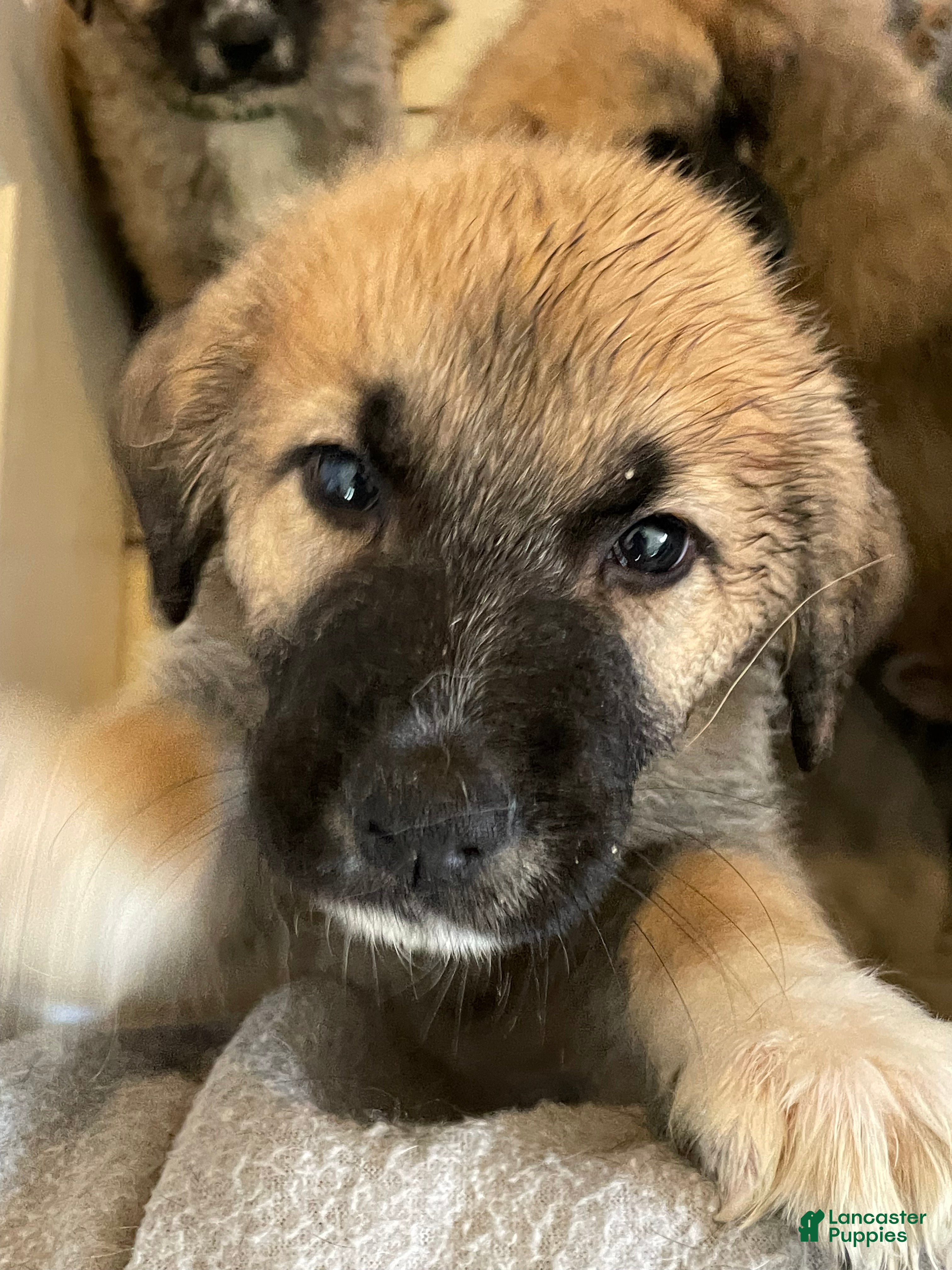 Mixed Breed dogs Mixed Breed Puppy 5 - Ad 22