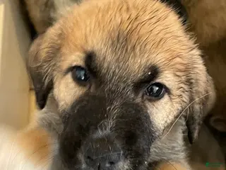 Mixed Breed dogs for sale: Mixed Breed Puppy 5 - Ad 3