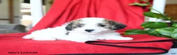 Bichpoo dogs for sale: Sweetie - Ad 3