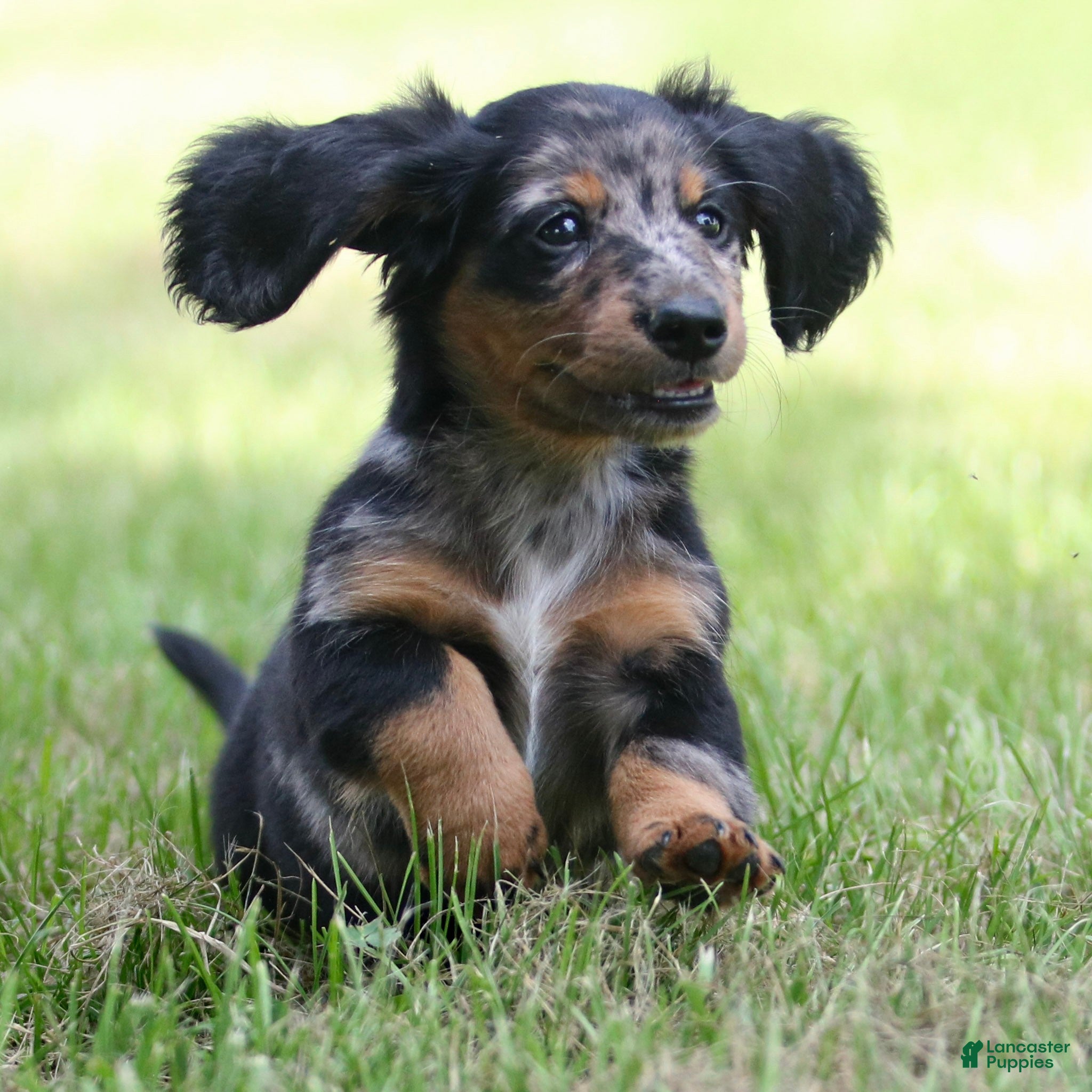 Miniature Dachshund dogs Daily Miniature Dachshund Puppy  - Ad 2