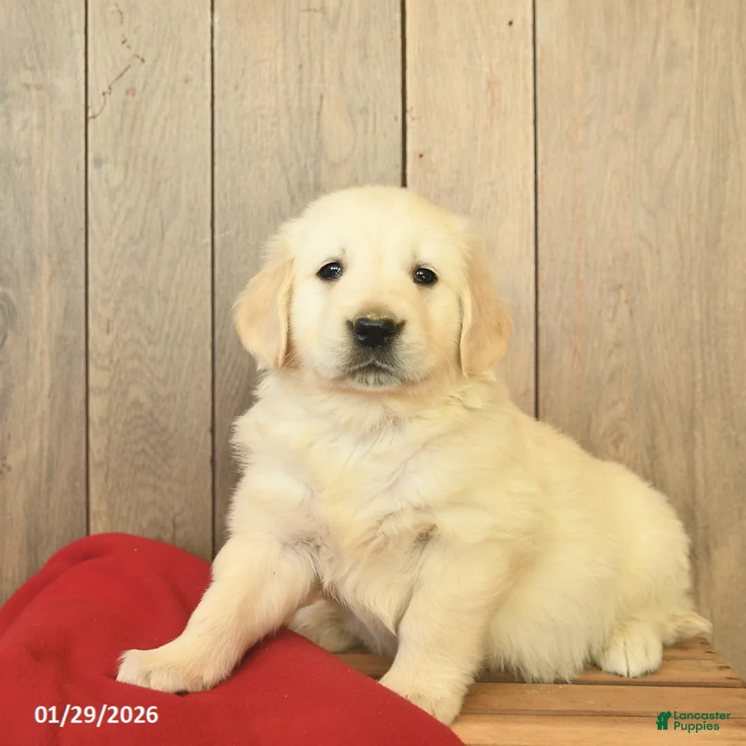 Golden Retriever dogs for sale: Gandalf  - Ad 1