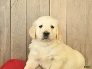 Golden Retriever dogs Gandalf - Ad 7