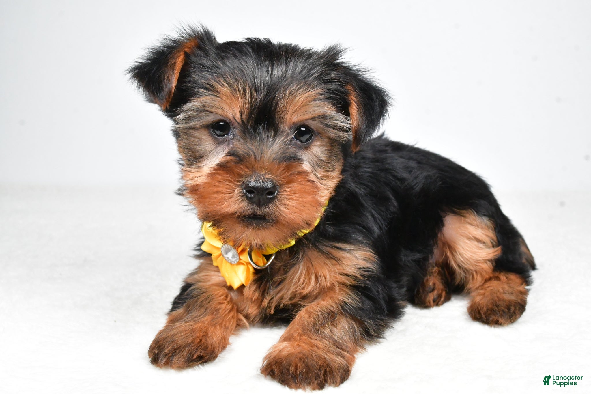 Yorkshire Terrier dogs Bailey - Ad 2