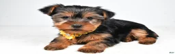 Yorkshire Terrier dogs for sale: Bailey - Ad 2