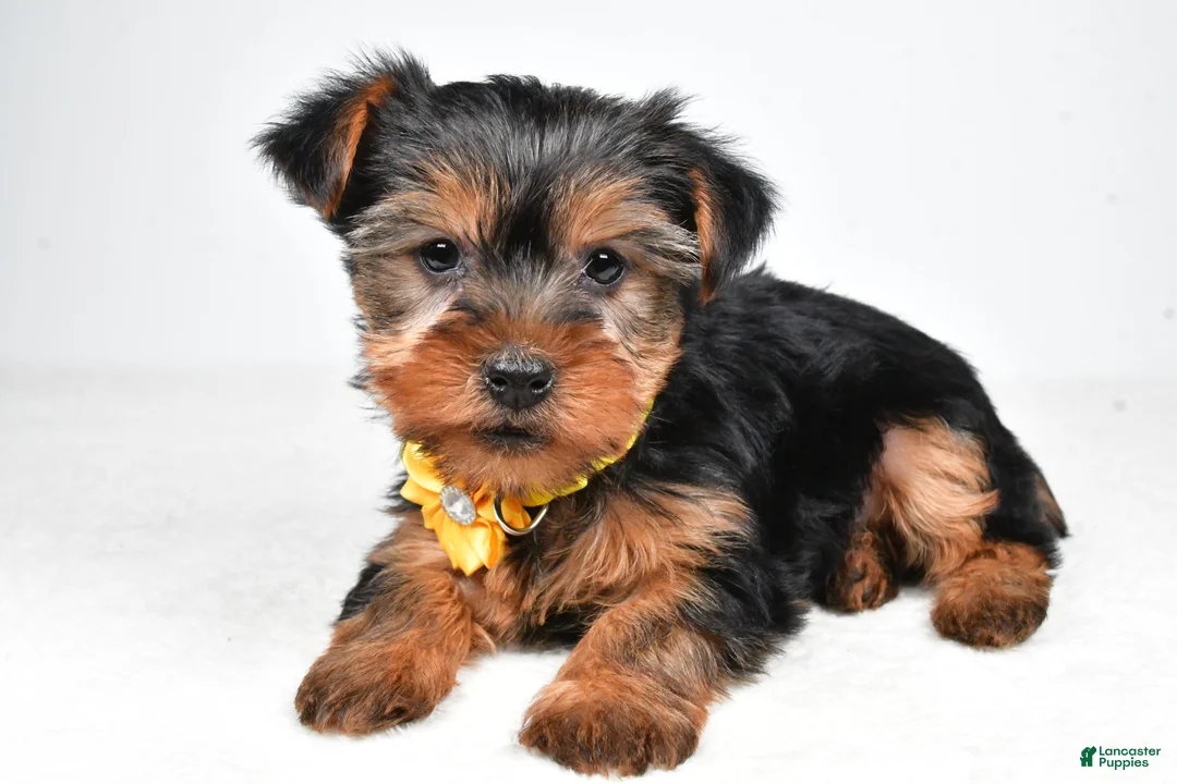 Yorkshire Terrier dogs for sale: Bailey - Ad 2