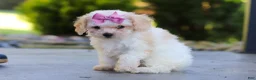 Cavapoo dogs for sale: Maisie - Ad 5