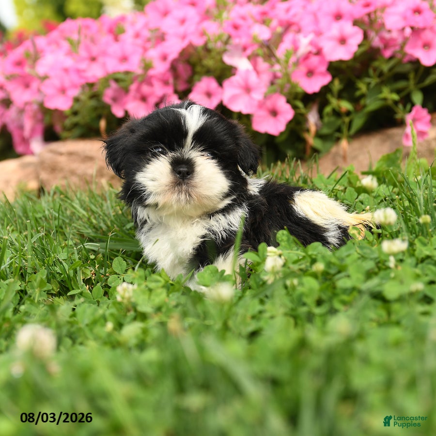 Shih Tzu dogs Angello - Ad 2
