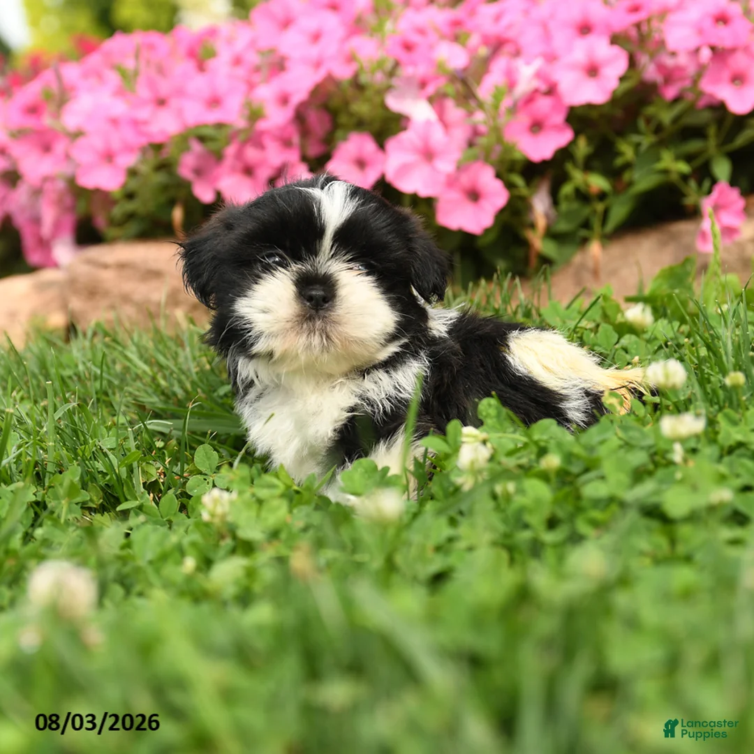 Shih Tzu dogs for sale: Angello - Ad 2