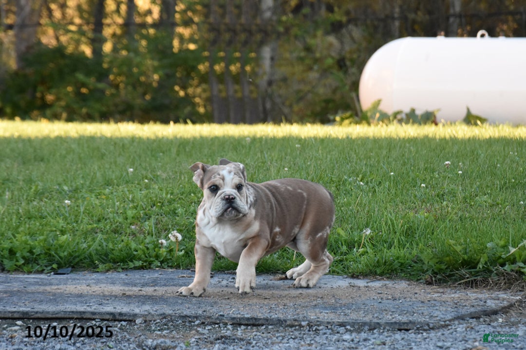 Mixed Breed dogs for sale: Maxie - Ad 1