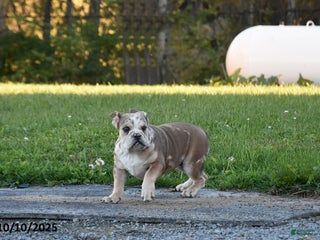 Mixed Breed dogs Maxie - Ad 16