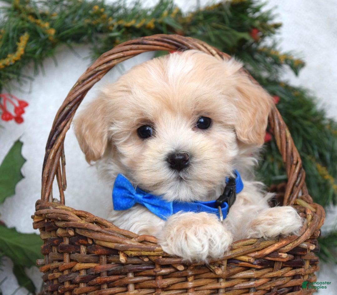Maltipoo dogs for sale: Leo - Ad 6
