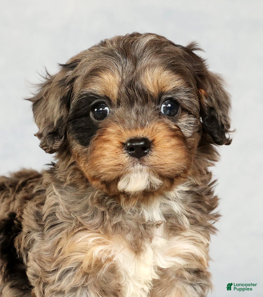 Cavapoo dogs for sale: Bingo - Ad 9