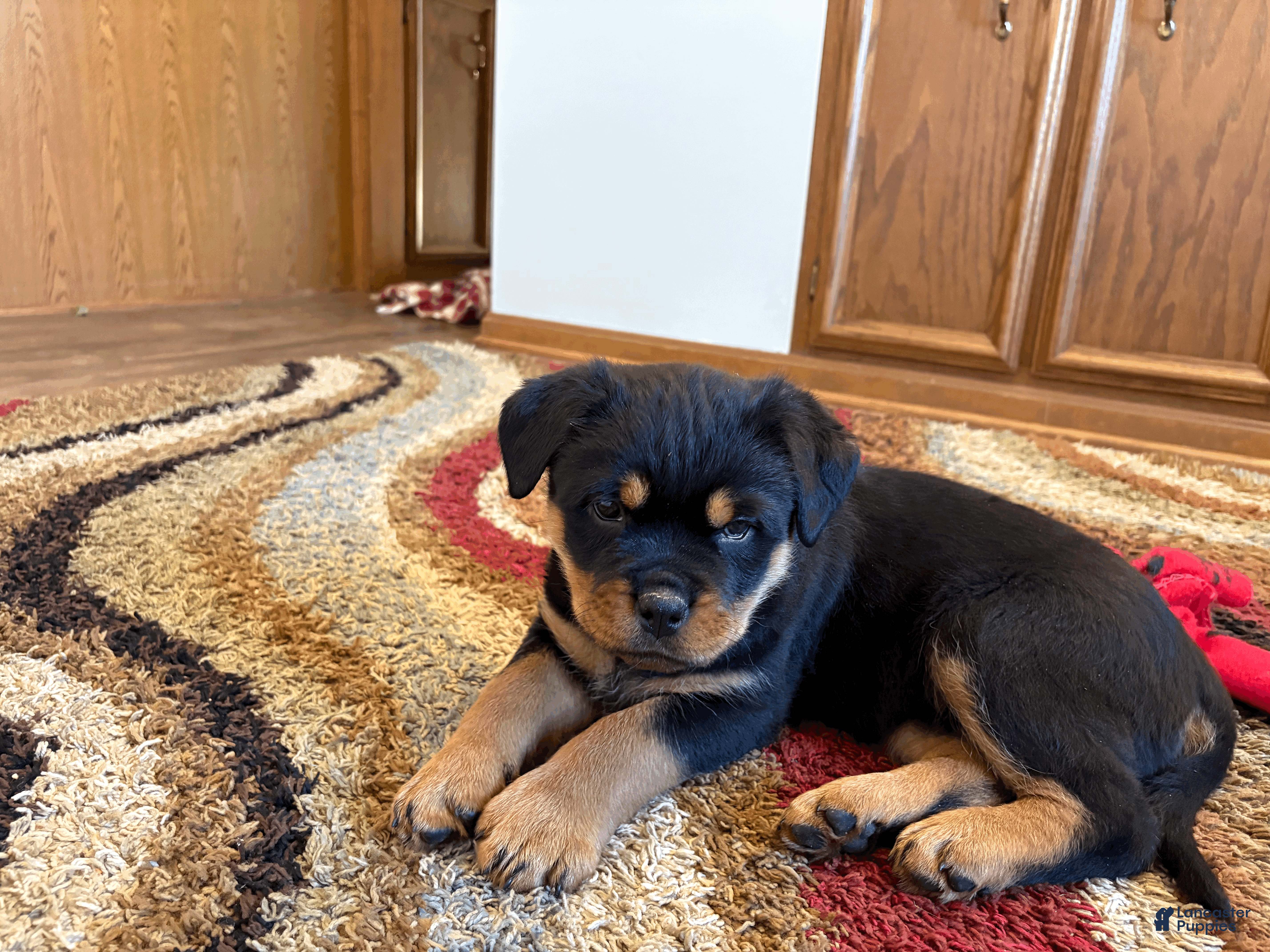 Rottweiler dogs Reva - Ad 36