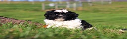 Shih Tzu dogs for sale: Hazel - Ad 3