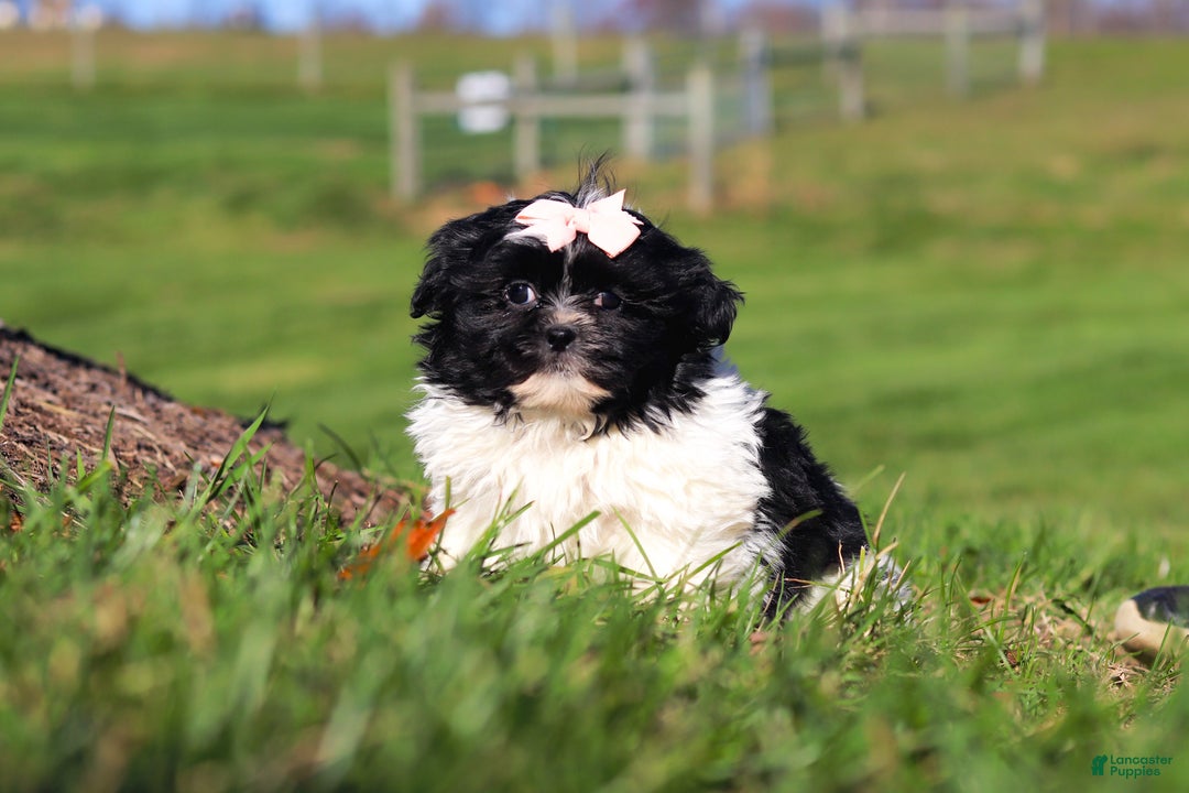 Shih Tzu dogs for sale: Hazel - Ad 3