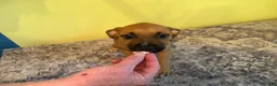 American Pit Bull Terrier dogs for sale: American Pit Bull Terrier 1 - Ad 7