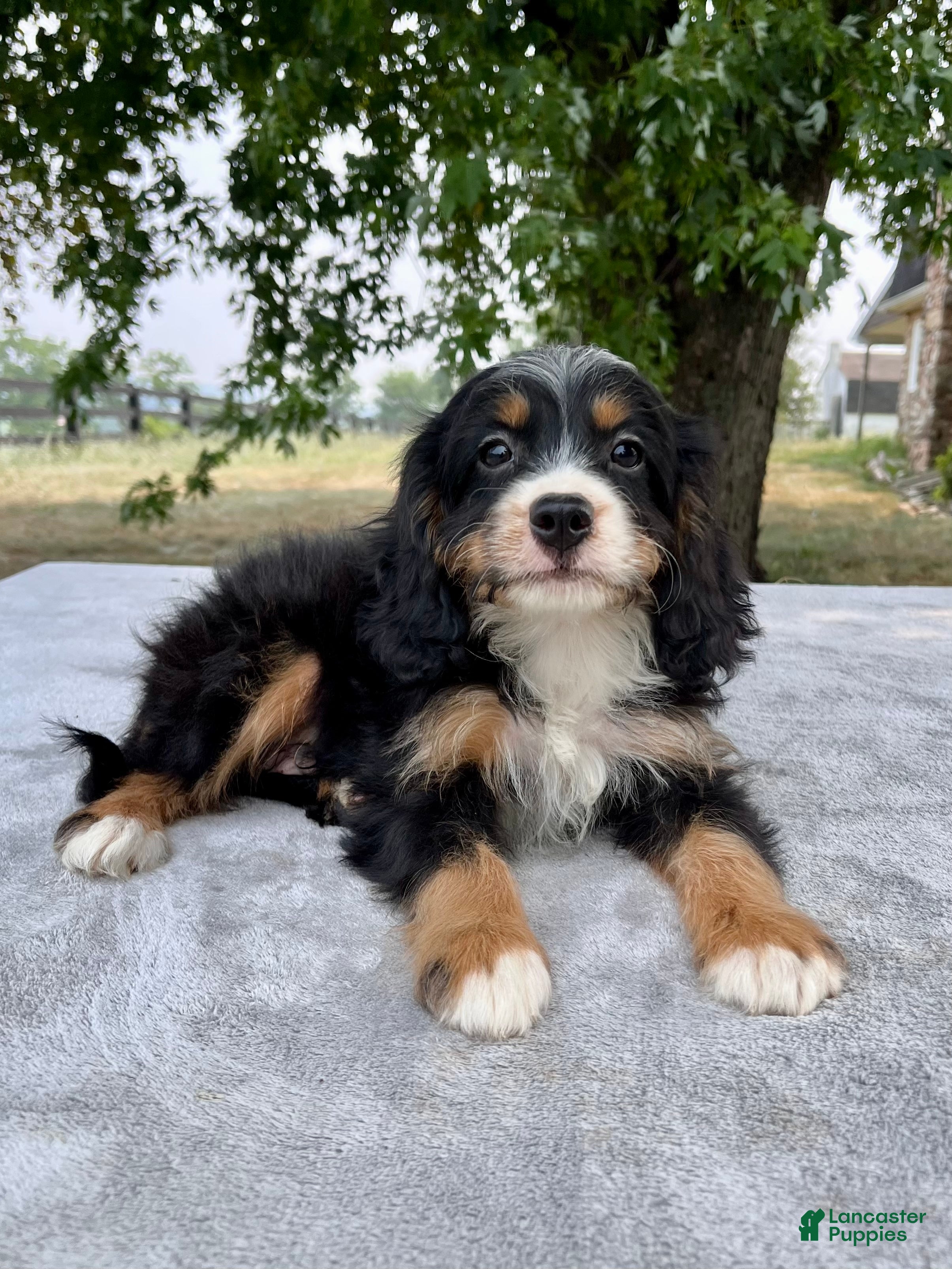Bernedoodle dogs Archer - Ad 1