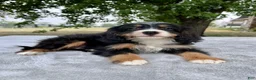 Bernedoodle dogs for sale: Archer - Ad 1