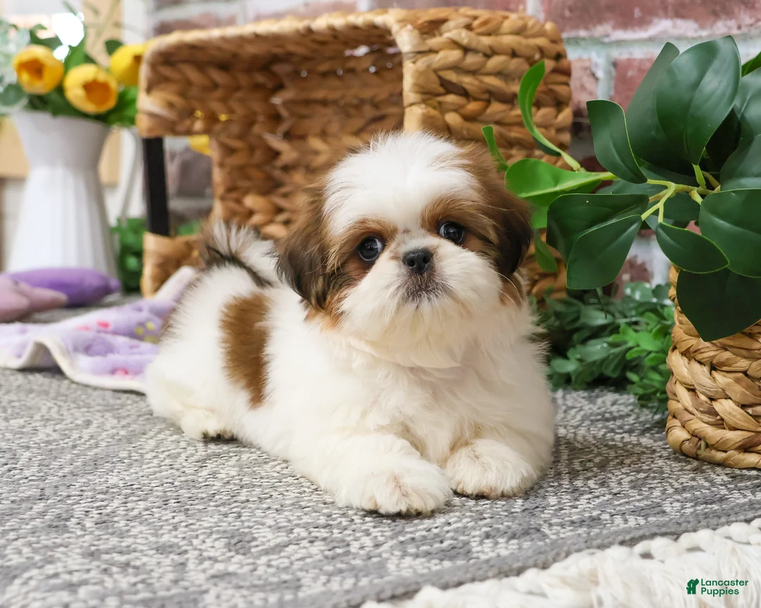 Shih Tzu dogs for sale: Dolly - Ad 5