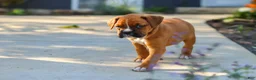 Boxer dogs for sale: Max - Ad 14