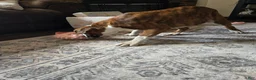 Boxer dogs for sale: Lady - Ad 9