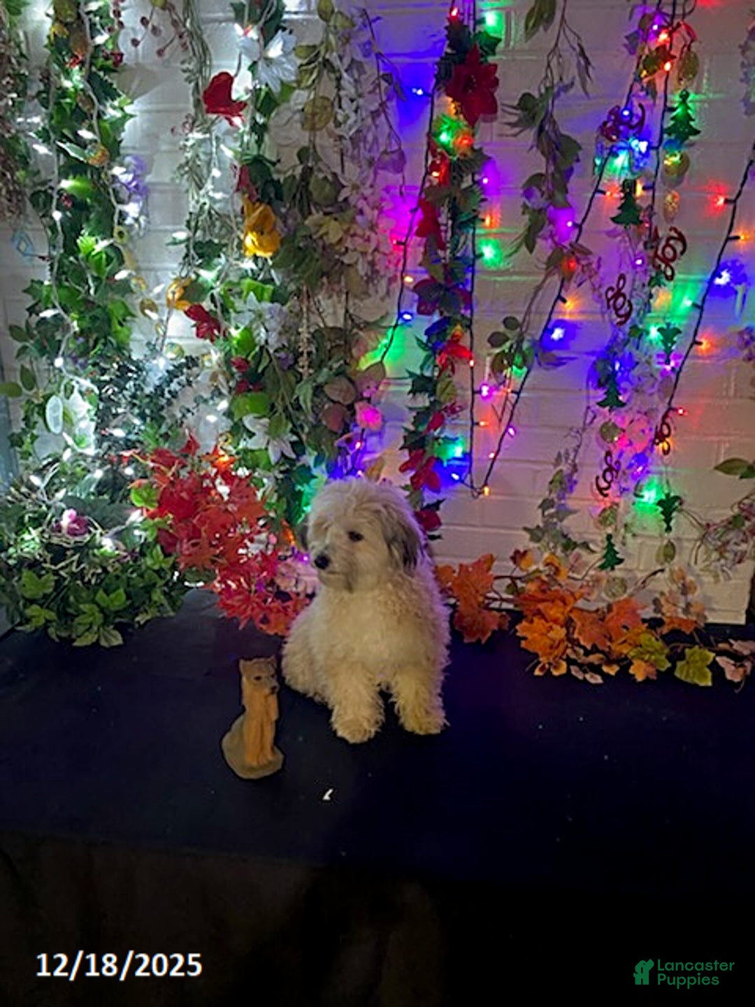 Havapoo dogs for sale: Blondie - Ad 23