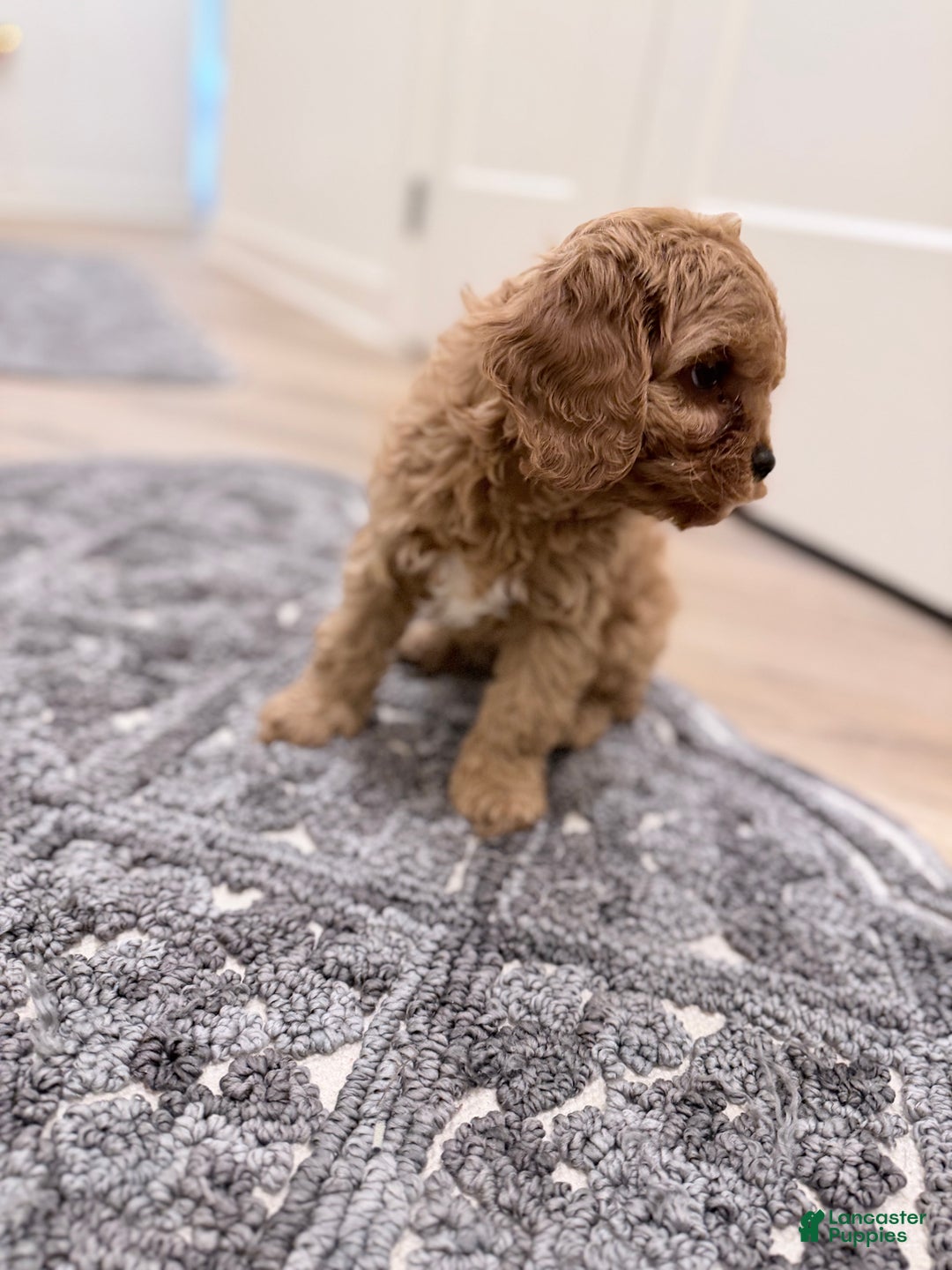 Cavapoo dogs for sale: CalmBoy  - Ad 1