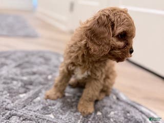 Cavapoo dogs CalmBoy - Ad 40