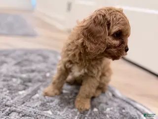 Cavapoo dogs CalmBoy - Ad 1