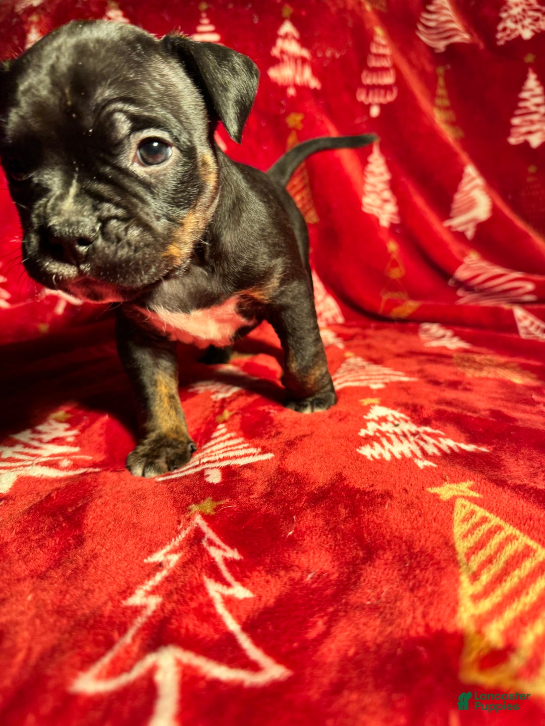 American Bully dogs for sale: American Bully Puppy 8 - Ad 6