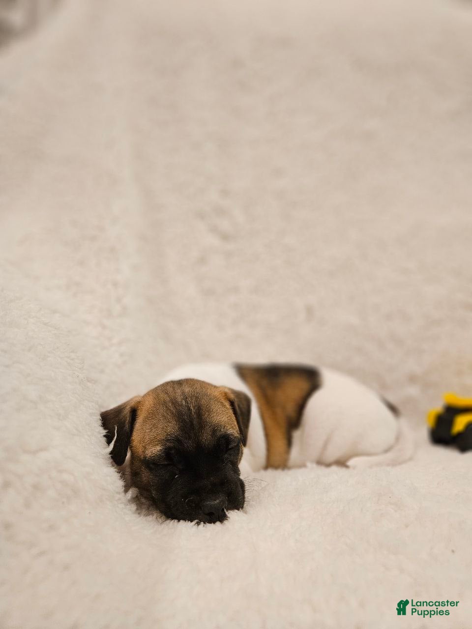 Rat Terrier dogs Rocky - Ad 2