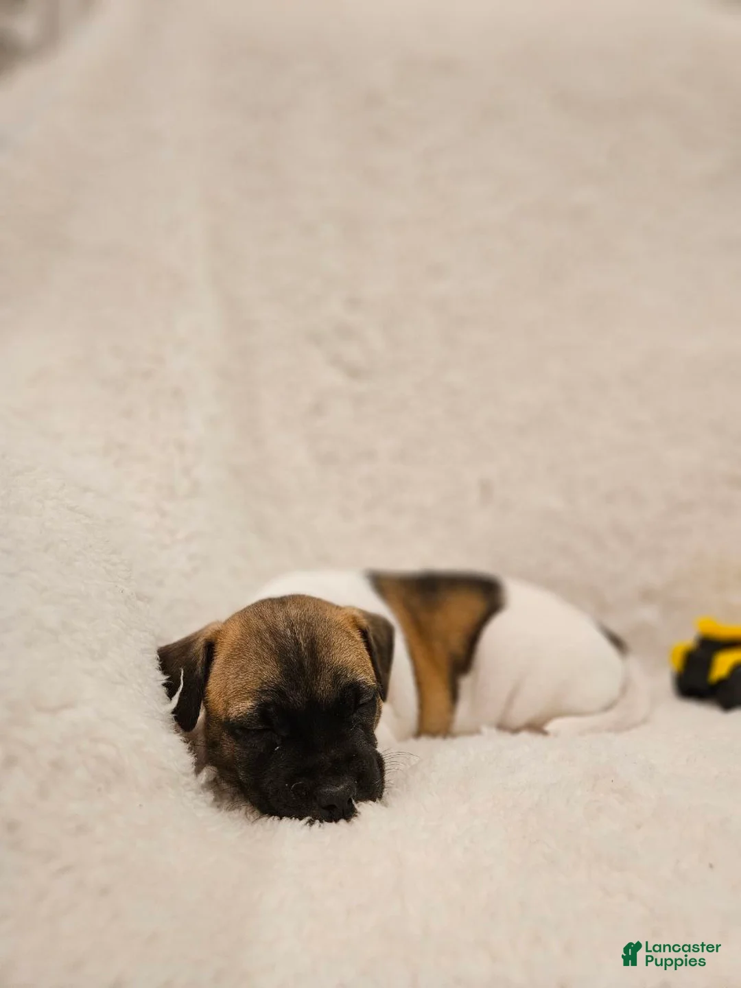 Rat Terrier dogs for sale: Rocky - Ad 2