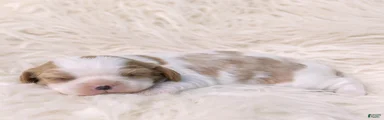Kathy Cavalier King Charles Spaniel 