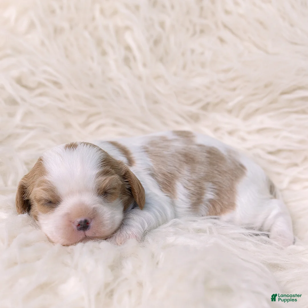 Cavalier King Charles Spaniel dogs for sale: Kathy Cavalier King Charles Spaniel  - Ad 1