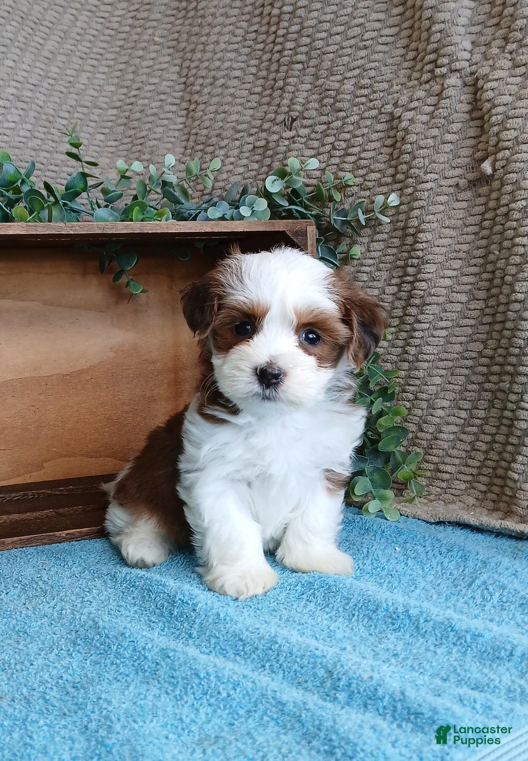 Havanese dogs for sale: Molly  - Ad 2