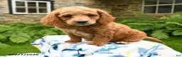 Cockapoo dogs for sale: Dexter - Ad 4