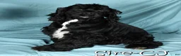 Cocker Spaniel dogs for sale: Lily - Ad 10